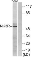 NK-3R Polyclonal Antibody