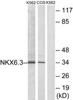 Nkx-6.3 Polyclonal Antibody