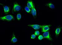 nNOS Polyclonal Antibody