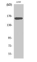 nNOS Polyclonal Antibody