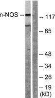nNOS Polyclonal Antibody