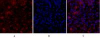 iNOS Polyclonal Antibody