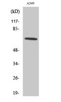 Nox3 Polyclonal Antibody
