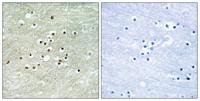 NPAS4 Polyclonal Antibody