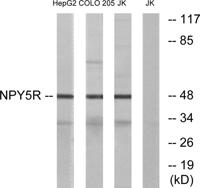 NPY5-R Polyclonal Antibody