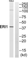 ERI1 Polyclonal Antibody