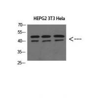 ERLIN1/2 Polyclonal Antibody