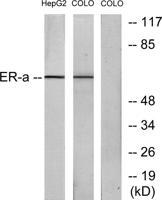 ERα Polyclonal Antibody