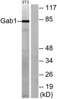 Gab 1 Polyclonal Antibody