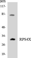 Ribosomal Protein S4X Polyclonal Antibody