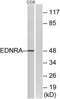 ETAR Polyclonal Antibody