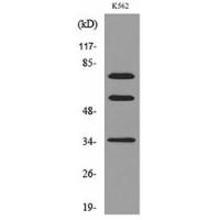 FAF1 Polyclonal Antibody