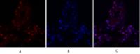 FAK Polyclonal Antibody