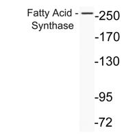Fatty Acid Synthase Polyclonal Antibody