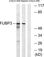 FBP3 Polyclonal Antibody
