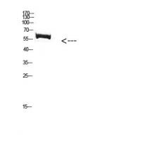 FBXO7 Polyclonal Antibody