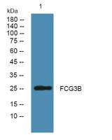 FCG3B Polyclonal Antibody