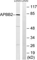 Fe65L Polyclonal Antibody