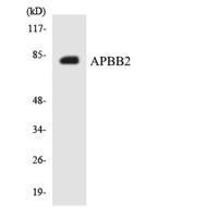 Fe65L Polyclonal Antibody