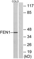 FEN-1 Polyclonal Antibody