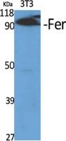 Fer Polyclonal Antibody