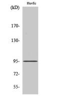 Fes Polyclonal Antibody