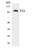 Fes Polyclonal Antibody