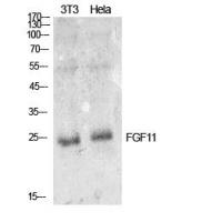 FGF-11 Polyclonal Antibody