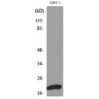 FGF-12 Polyclonal Antibody