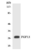 FGF-13 Polyclonal Antibody