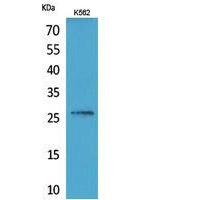 FGF-16 Polyclonal Antibody