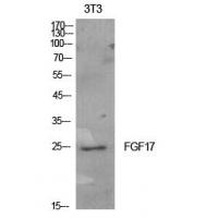 FGF-17 Polyclonal Antibody