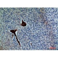 FGF-17 Polyclonal Antibody