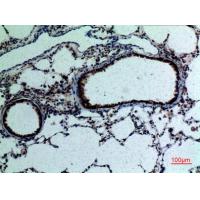 FGF-18 Polyclonal Antibody