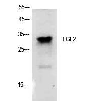 FGF-2 Polyclonal Antibody