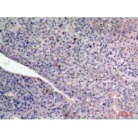 FGF-2 Polyclonal Antibody