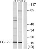 FGF-22 Polyclonal Antibody