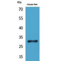 FGF-5 Polyclonal Antibody