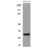 FGF-5 Polyclonal Antibody