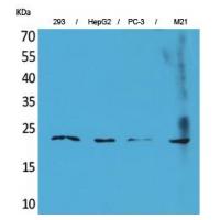 FGF-6 Polyclonal Antibody