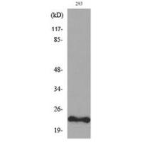 FGF-6 Polyclonal Antibody