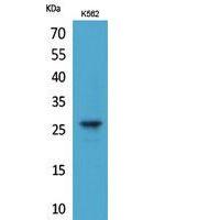 FGF-8 Polyclonal Antibody