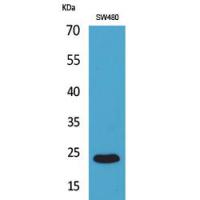 FGF-9 Polyclonal Antibody