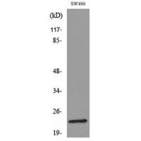 FGF-9 Polyclonal Antibody