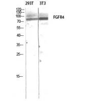 FGFR-4 Polyclonal Antibody