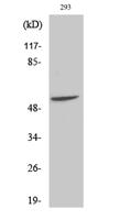 Fgl2 Polyclonal Antibody