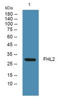 FHL2 Polyclonal Antibody