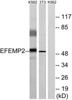 Fibulin-4 Polyclonal Antibody