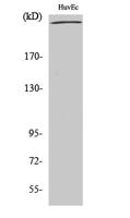 Filamin 1 Polyclonal Antibody