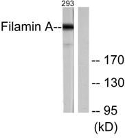 Filamin 1 Polyclonal Antibody